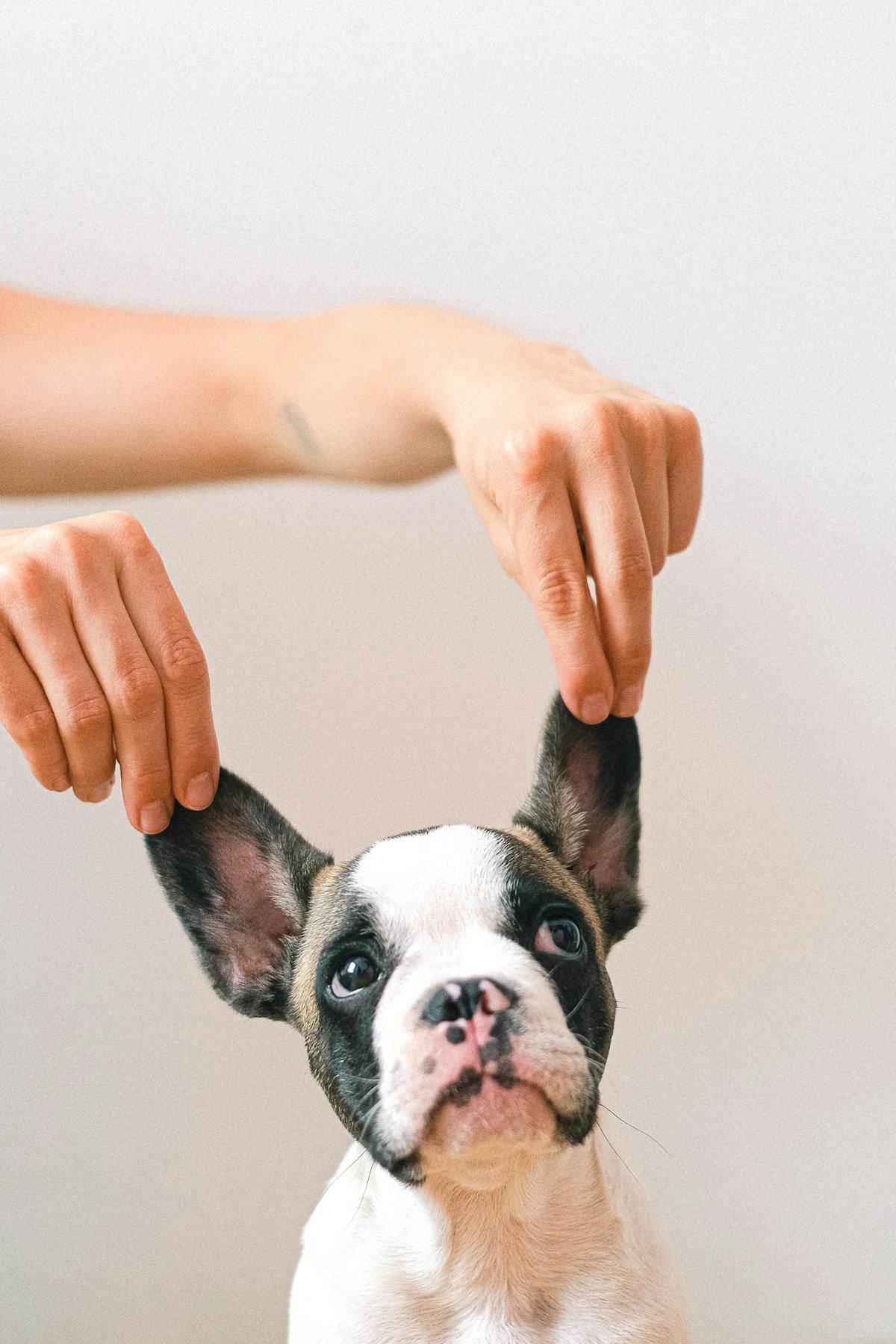 Healthy dog receiving care