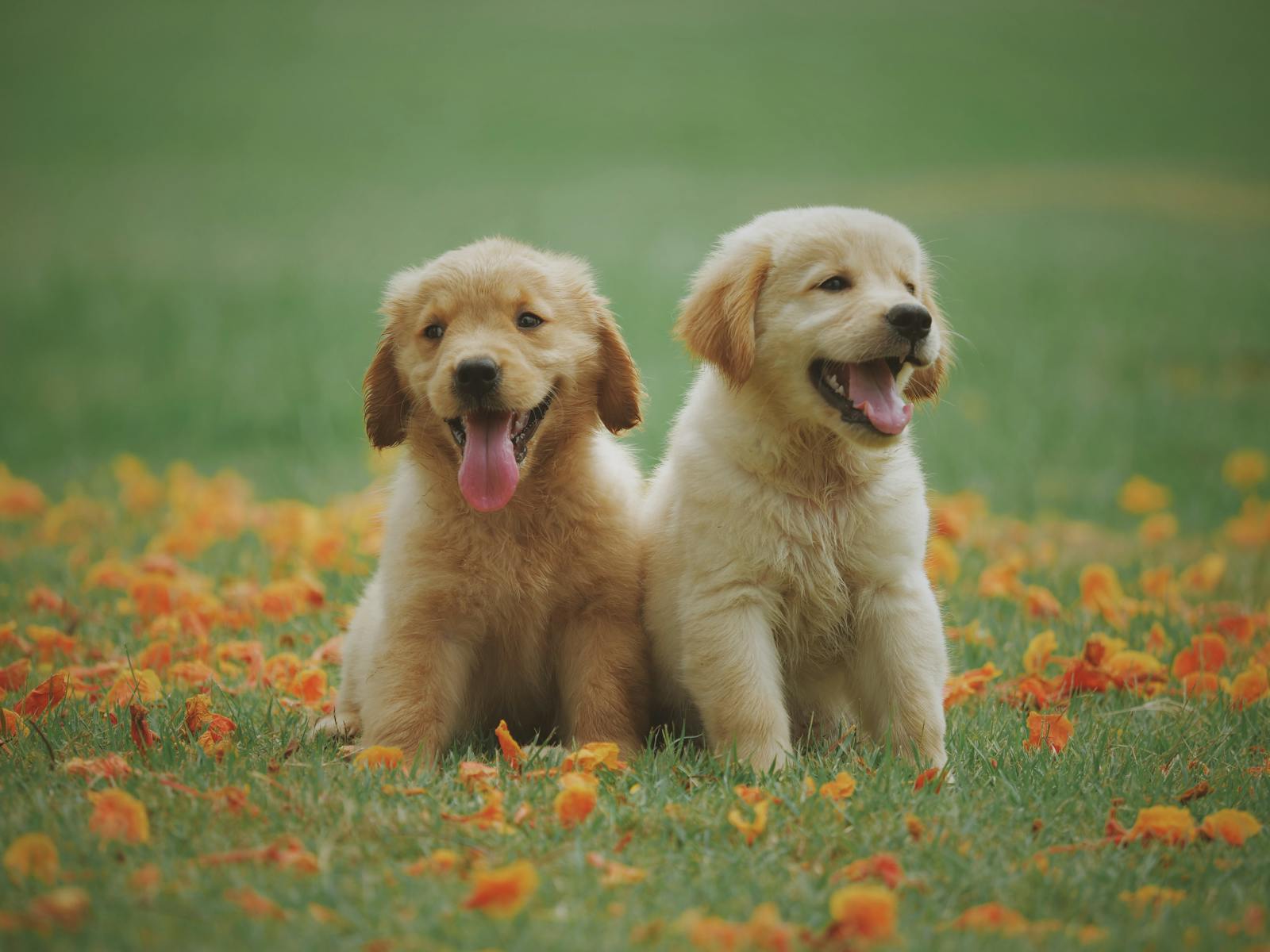 Two healthy dogs sitting together