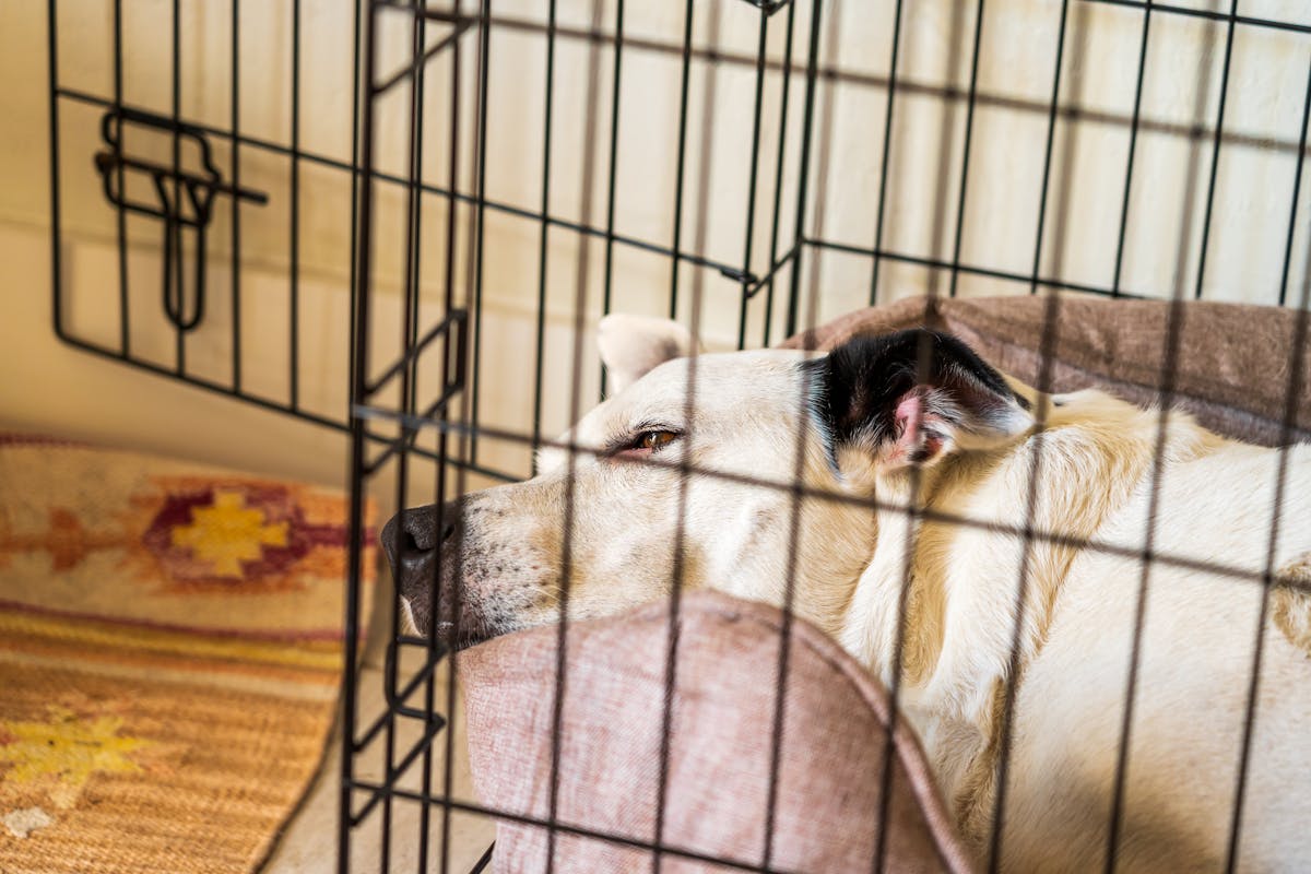 Dog sleeping comfortably inside a kennel crate